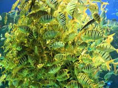 -芜湖新华联大白鲸海洋公园