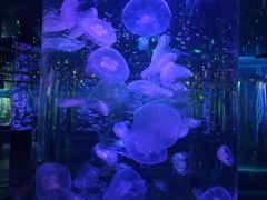 -石家庄海洋公园