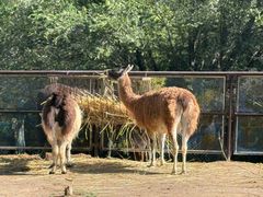 -青藏高原野生动物园