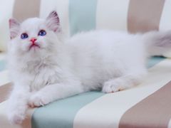 -Bastet sally猫舍购宠(静安店)
