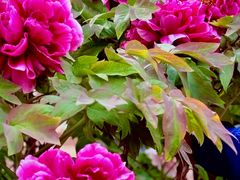 -国家植物园南园