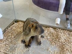 -怪兽屋·羊驼·猫咖·狗咖(俊华广场店)