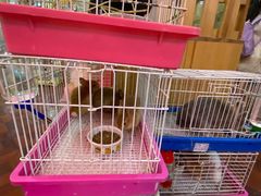 -宠物兔专门店(天丰利市场店)