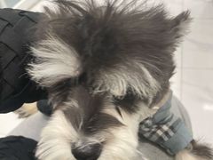 -艾吉宠物医院·疑难杂症转诊中心·猫友好(碧江路院)