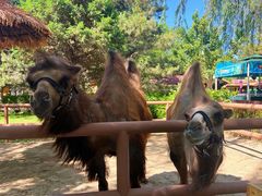 -北京野生动物园