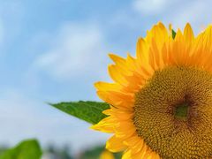 -光明小镇欢乐田园