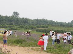 -北京东方普罗旺斯薰衣草庄园