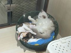 -momokira米努特·德文卷毛猫·棉花面纱犬