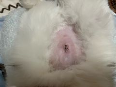 -汪喵宠物医院·骨科心脏影像·犬猫急重症ICU诊疗中心(成华分院)