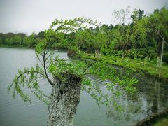 -上海鲜花港