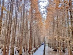 -桤木河湿地公园