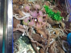 -V-ONE西雅图海鲜自助餐厅(仓山万达广场店)