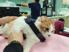 -北京观赏动物医院·24小时大型综合·猫专科·异宠专科