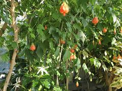 -国家植物园南园