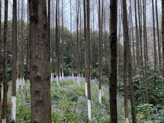 -新洲生态园