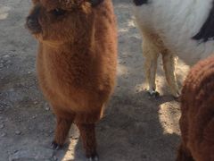 -新疆天山野生动物园