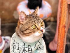 -喵屿·大理花园猫咖