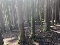 -武陵山森林公园