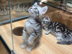 -袖虎·猫馆(体育西路店)
