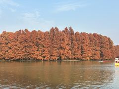 -上海海湾国家森林公园