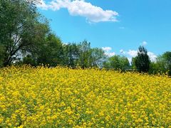 -长白岛森林公园