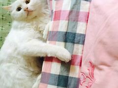 -瑞派天宁宠物医院·猫科·异宠中心