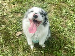 -宠乐会宠物乐园