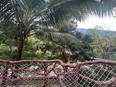 -海南热带雨林国家公园吊罗山景区