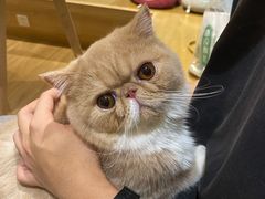 -滚猫咖啡·猫咖·猫友好撸猫(未来城店)