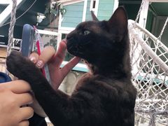 -喵屿·大理花园猫咖