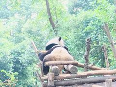 景点-成都大熊猫繁育研究基地