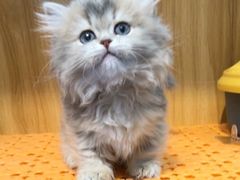 -欣宠猫屋·矮脚拿破仑·蓝金金渐层