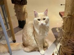 -豆逗聊愈猫阁Easy Life