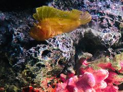 -暹罗海洋世界