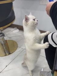 -镁连社·美联社