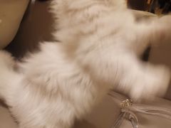 -猫腻·猫咖·撸猫馆(星光大道店)
