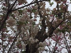 -天适樱花悠乐园