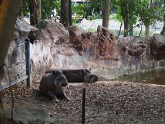 -清迈夜间动物园