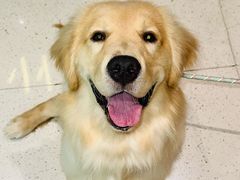 -帕帕拉兹宠物(亚洲旗舰店)