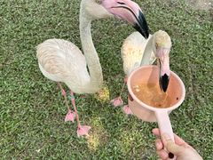 -广州长隆飞鸟乐园