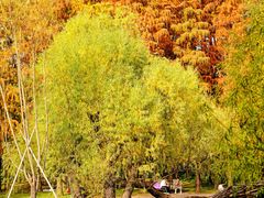 -上海共青森林公园