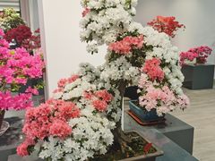 -上海滨江森林公园