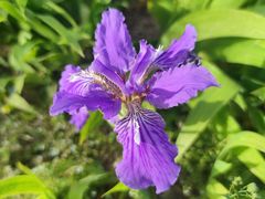 -海棠花溪(元大都城垣遗址公园)