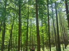 -渡海小渔村.老辈日照菜
