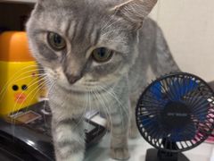-安安宠医宠物医院·异宠·犬猫内科(岳阳分院)