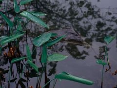 -曼听御花园