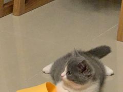 -袖虎·猫馆(体育西路店)
