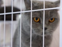 -奶油猫DIY·手工·团建·美陈搭建(宝山万达店)