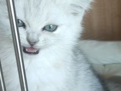 -泰国佛·塔罗·泰牌狐仙古曼