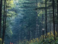 -洛阳白云山景区